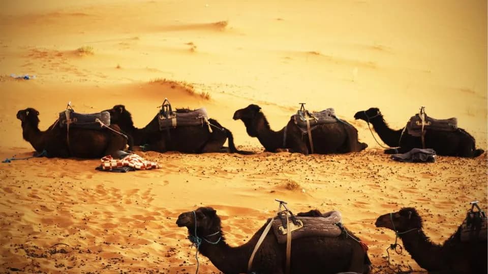 شيلات اليوم الوطني: كيف تطلع بعمل وطني صادق بعيد عن التكرار؟